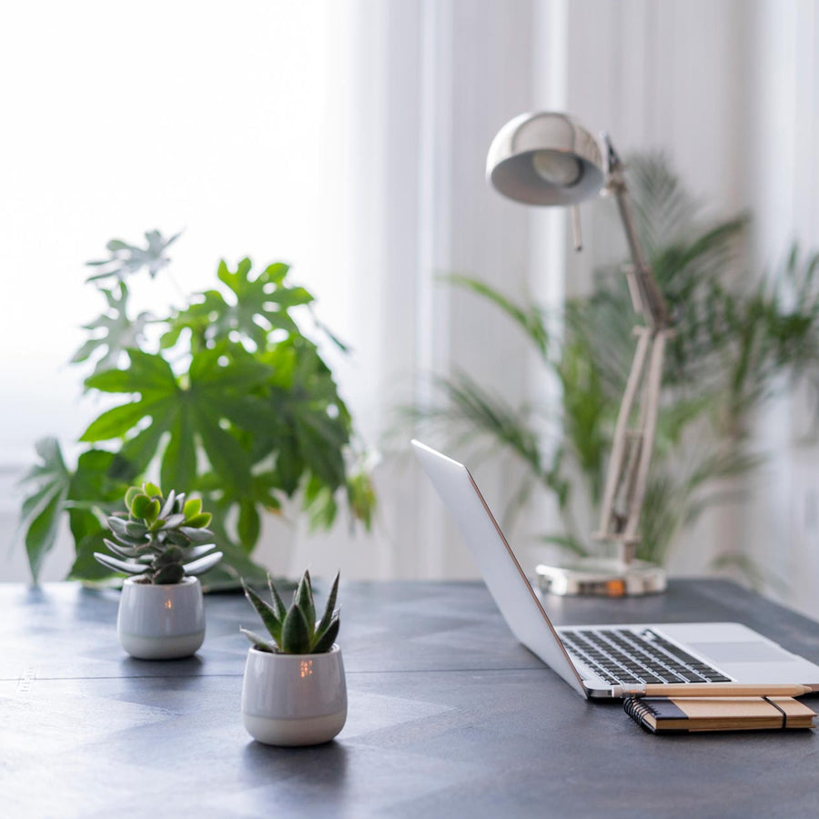 8 Top Office plants that thrive on Low-light condition - Plantsworld.ae