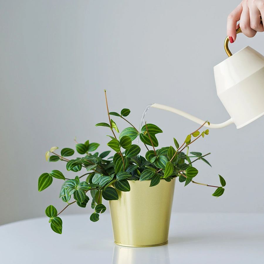7 Fatal Mistakes, that could kill your Houseplants - Plantsworld.ae