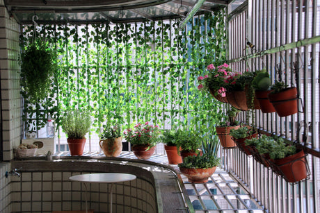 Compact indoor plant display in a Dubai studio apartment — shelf plants, desk plant, and windowsill succulents