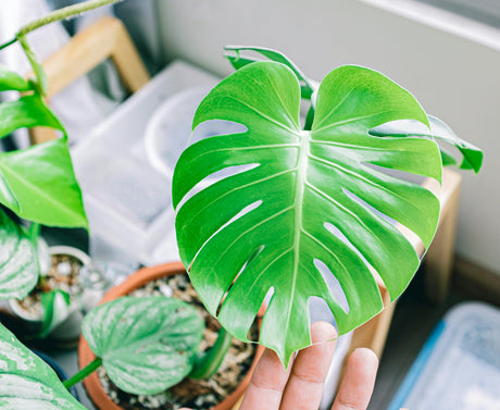 Monstera Deliciosa with large split tropical leaves in a rattan pot in a Dubai living room