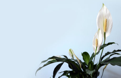 Peace Lily Spathiphyllum with white flowers in a white pot in a UAE home