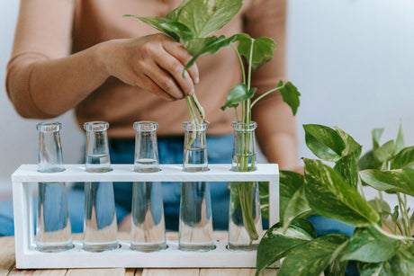 Plant cuttings propagating in glass jars of water on a sunny UAE windowsill — pothos, monstera, and herbs