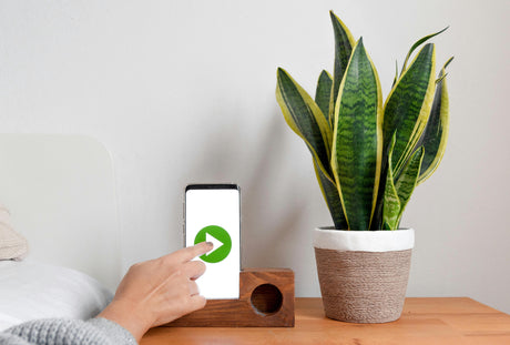 Snake plant Sansevieria in white ceramic pot — the perfect UAE bedroom plant