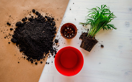 How to Choose the Right Plant Pot and Soil for UAE Plants
