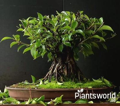 Outdoor Ficus-Bonsai and Fig - Plantsworld.ae