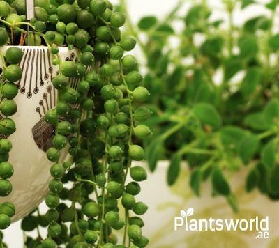 Indoor Climbers and Creepers - Plantsworld.ae