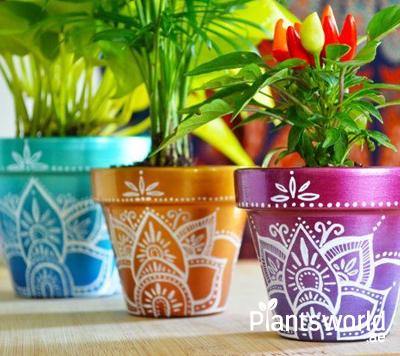 Ceramic Pots - Plantsworld.ae
