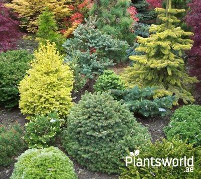 Outdoor Bushy Plants - Plantsworld.ae