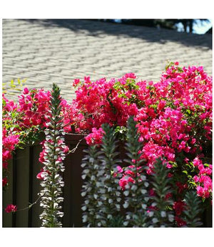 Outdoor Bushy Plants