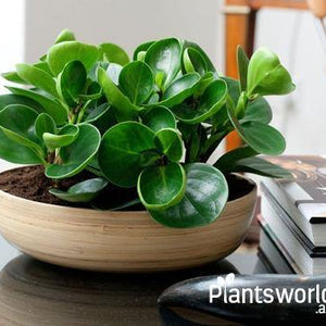 Desk Plants