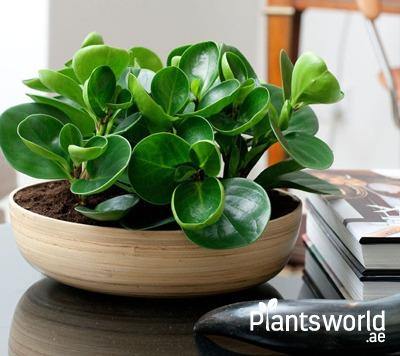 Indoor Tabletop Plants - Plantsworld.ae