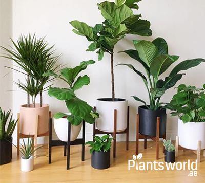 Indoor & Outdoor Plants - Plantsworld.ae