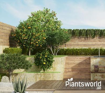 Outdoor Shrubs and Trees - Plantsworld.ae