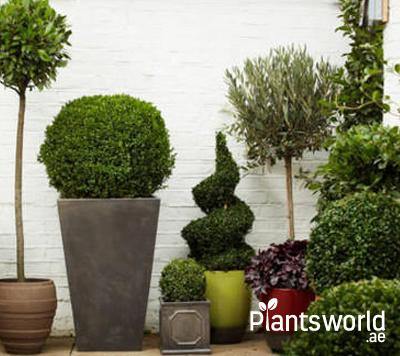 Outdoor Plants - Plantsworld.ae