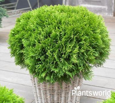 Indoor Ferns and Conifers - Plantsworld.ae