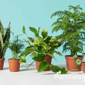 Air Purifying Plants