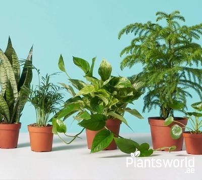 Set of 5 different plants