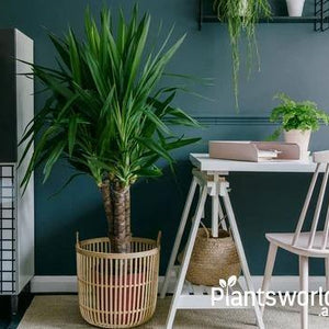 Large Indoor Plants