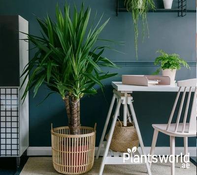 Indoor Tall Plants - Plantsworld.ae