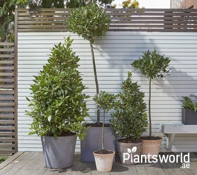 Outdoor Tall Plants - Plantsworld.ae