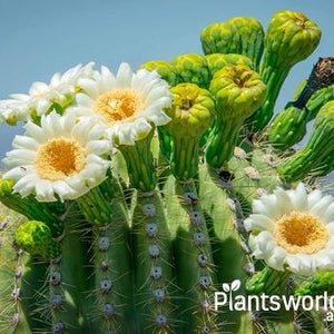 Succulents & Cacti