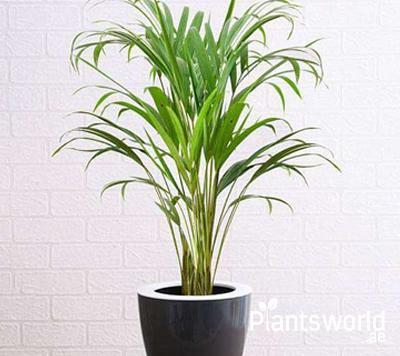Office Corner Plants - Plantsworld.ae