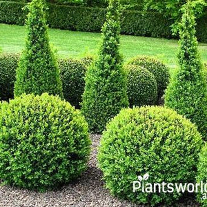 Ferns and Conifers