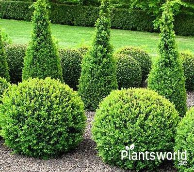 Outdoor Ferns and Conifers - Plantsworld.ae