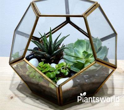Terrarium - Plantsworld.ae