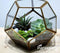 Hampers & Terrarium