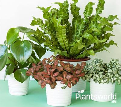 Combo Plants - Plantsworld.ae