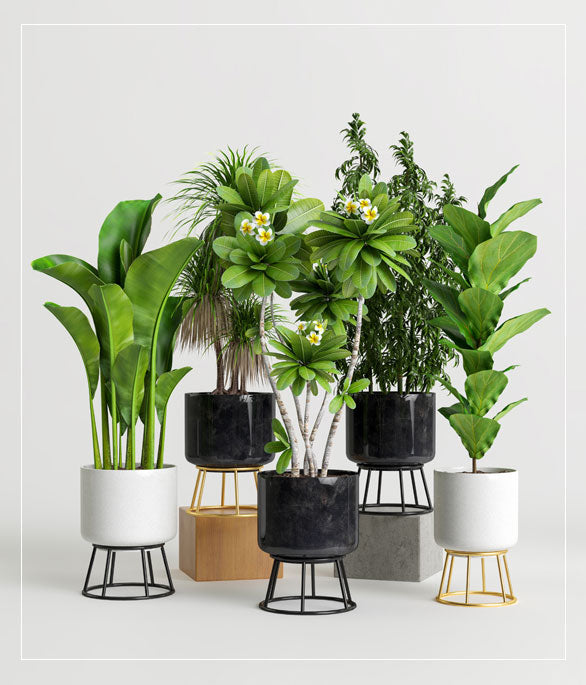 Indoor Plants - Plantsworld.ae