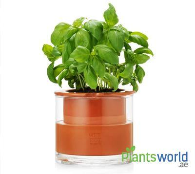 Self Watering Pots - Plantsworld.ae