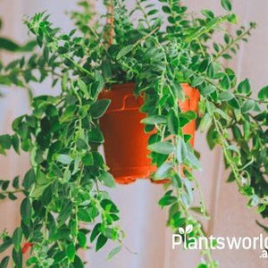 Hanging Plants