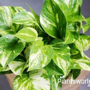 Low Maintenance Plants