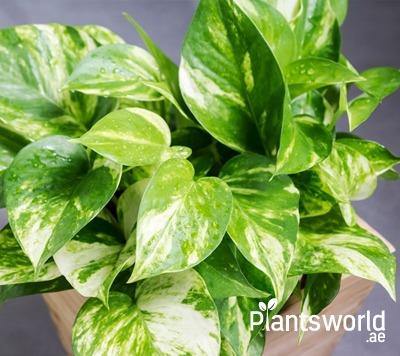 Beautiful Money Plant