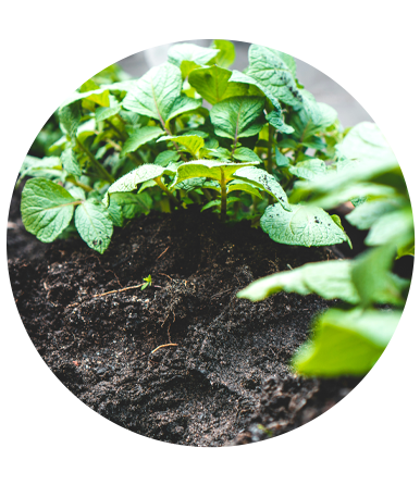 Best Soil & Manure Solutions for Stronger Plants