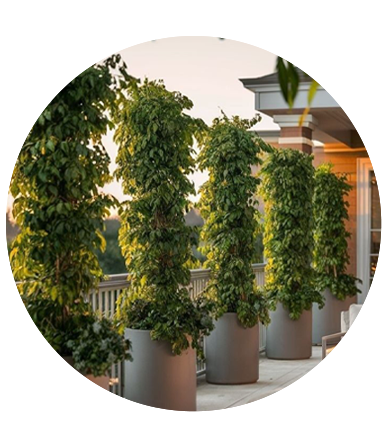 Outdoor Extra Large Plants