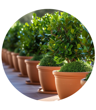 Outdoor Medium Size Live Plants