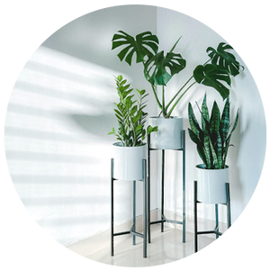 Plant Stands