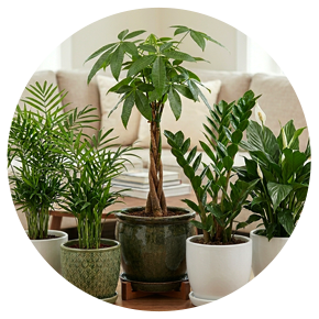 Air Purifying Plants