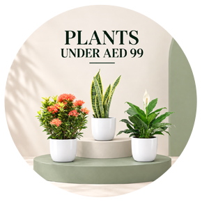 Affordable Greenery
