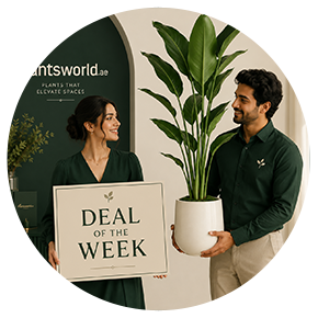 Deal Of The Week - Plantsworld.ae