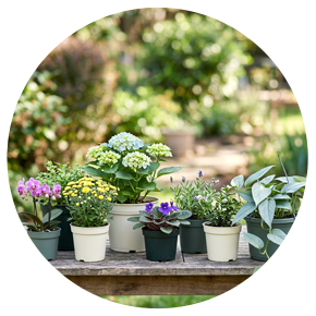 Exotic Flower and Plants - Plantsworld.ae