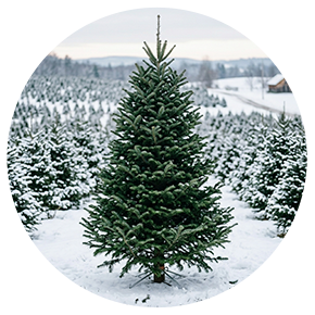 Fresh Cut Christmas Tree - Plantsworld.ae
