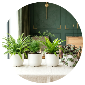 Indoor Ferns and Conifers - Plantsworld.ae