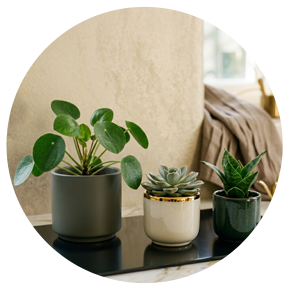 Small Indoor Plants