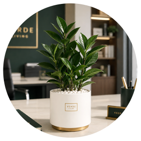 Desk Plants