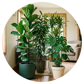 Large Indoor Plants