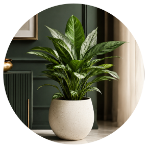 Medium Indoor Plants - Plantsworld.ae